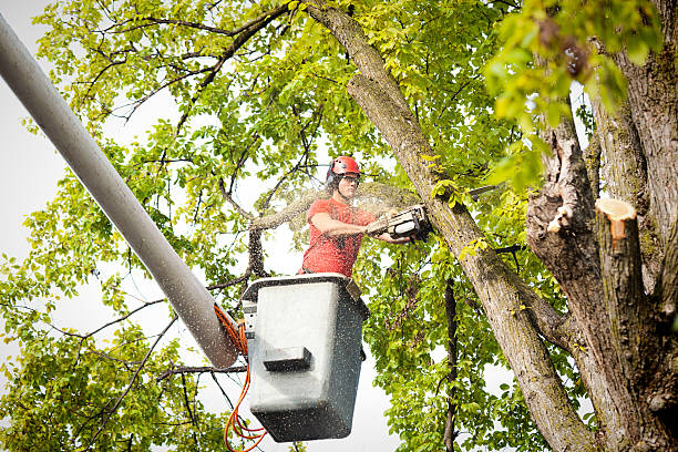 The Steps Involved in Our Tree Care Process in Rock Island, WA